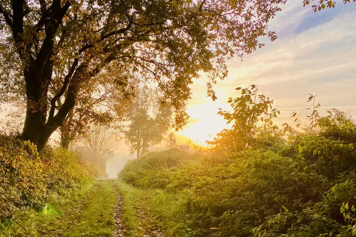 Caminho na floresta ao nascer do sol, símbolo do processo terapêutico